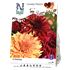 Dahlia, Burning Sunset, Lovely Match