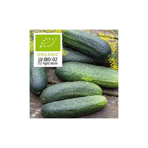 Gurka, frilandsgurka, Profi F, Organic