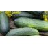 Gurka, frilandsgurka, Profi F, Organic