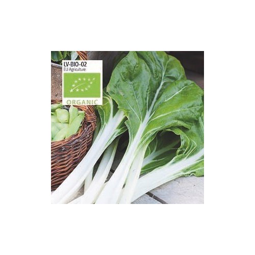 Mangold, White silver 3, Organic