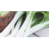 Mangold, White silver 3, Organic