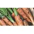 Morot, Sommarmorot, Berlicum 2, Organic