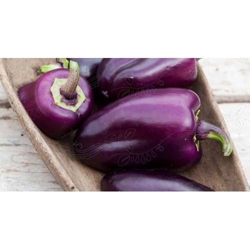 Paprika, Luteus F1, gul