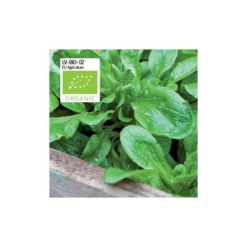 Sallat, vintersallat, Mache, vit, Organic
