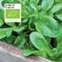Sallat, vintersallat, Mache, vit, Organic
