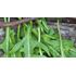 Rucola / Sandsenap, Organic