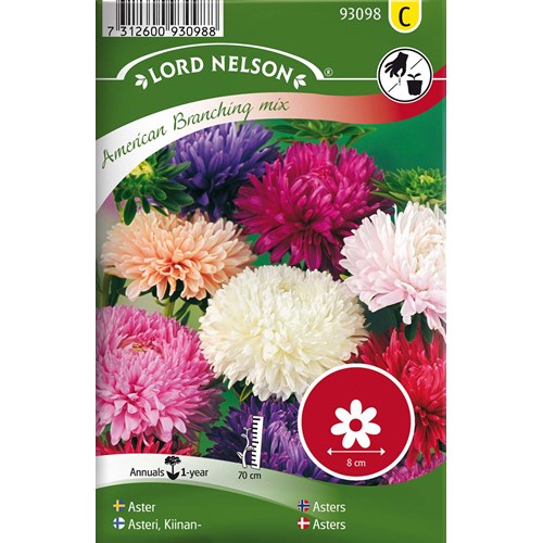 Aster, Busk, Amerikansk