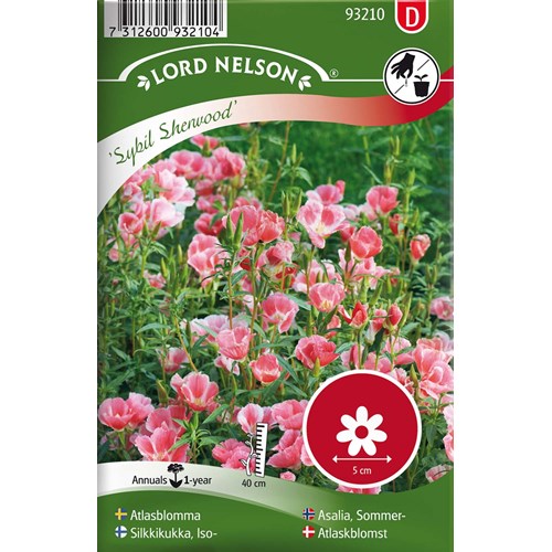 Atlasblomma, Sybil Sherwood, rosa
