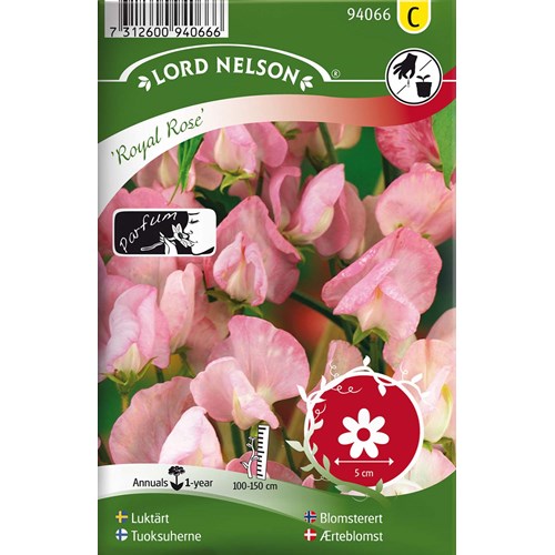 Luktärt, Royal Rose, rosa