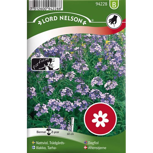Nattviol, Trädgårds-, violett
