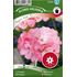 Pelargon, Inspire Pink F1, rosa