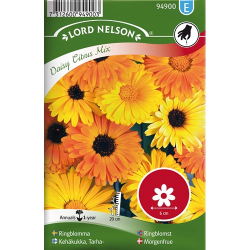 Ringblomma, Daisy Citrus Mix, låg