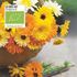 Ringblomma, blandade färger, Organic