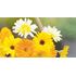 Ringblomma, blandade färger, Organic