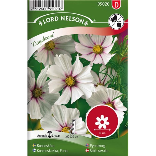Rosenskära, Daydream