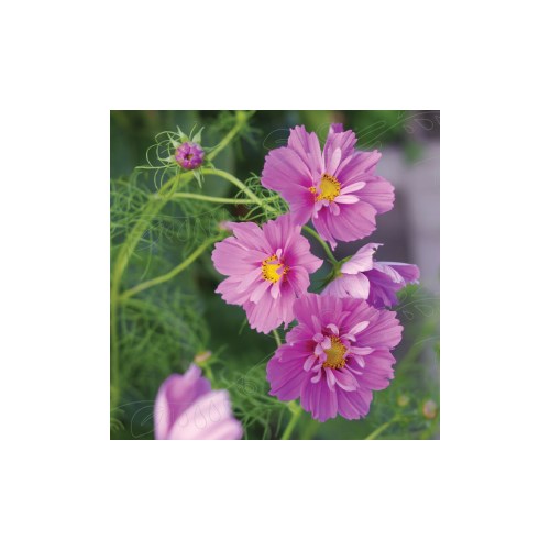 Rosenskärra, Fizzy pink Dark center