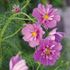 Rosenskärra, Fizzy pink Dark center