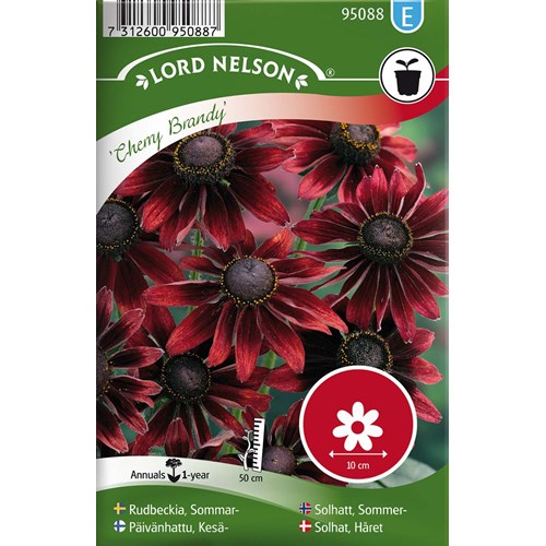 Rudbeckia, Sommar-, Cherry Brandy