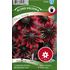 Rudbeckia, Sommar-, Cherry Brandy