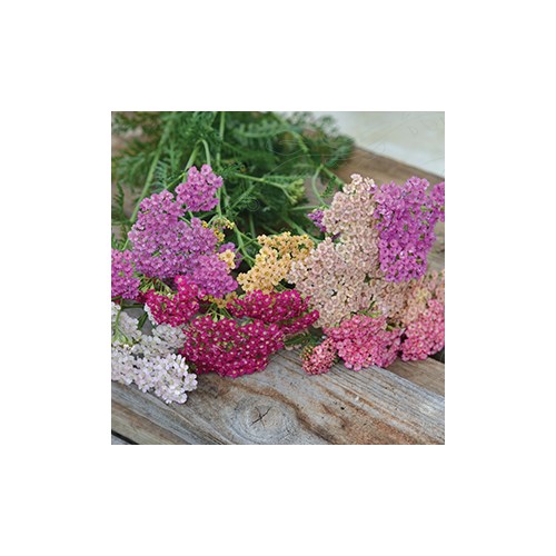 Röllika, Summer Pastels
