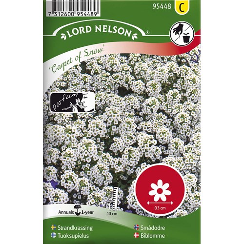 Strandkrassing, Carpet of Snow, vit