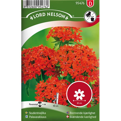 Studentnejlika, röd