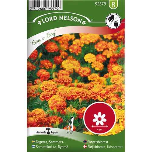Tagetes, Sammets-, Boy o Boy