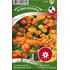 Tagetes, Sammets-, Boy o Boy