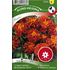 Tagetes, Sammets-, Panther