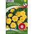 Tagetes, Sammets-, Yellow Boy