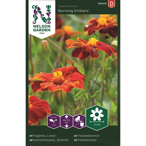 Tagetes, Linne-, Burning Embers