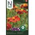 Tagetes, Linne-, Burning Embers