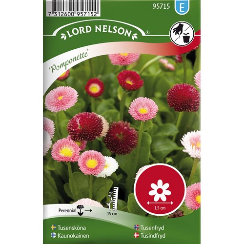 Tusensköna, Pomponette