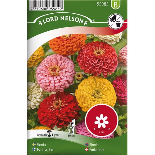Zinnia, Hög, bl färger