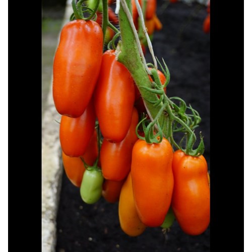Tomat, Country Pozzano F1