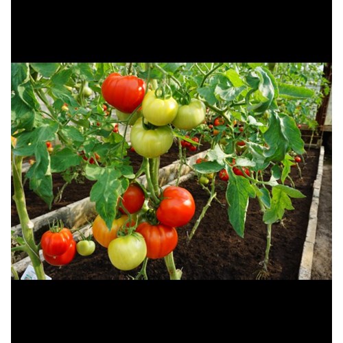 Tomat, Country taste