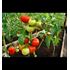 Tomat, Country taste