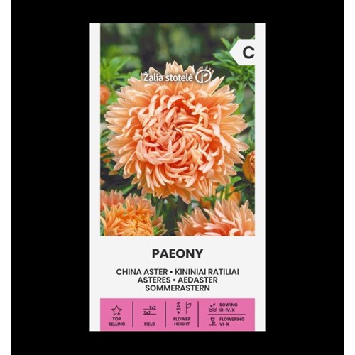 Aster, Pion Rosa