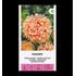 Aster, Pion Rosa