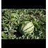 Melon, Vattenmelon, Moro F1