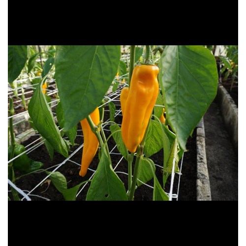 Paprika, Astor