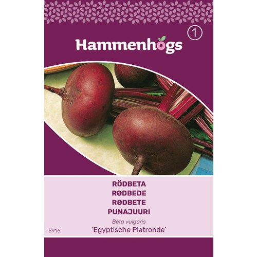 Rödbeta, Egyptisk plattrund
