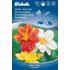 Dahlia sommar early bird