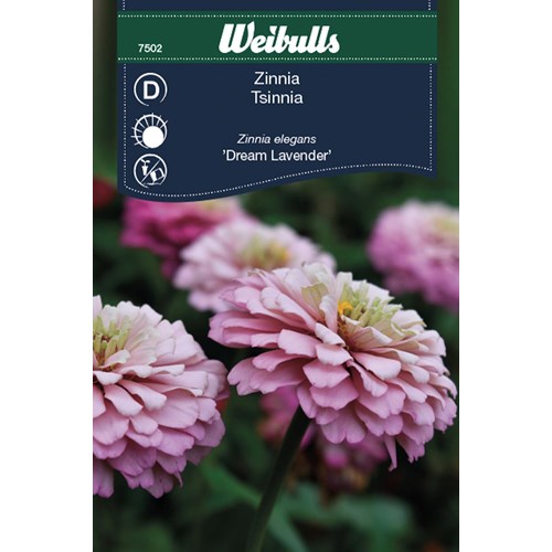 Zinnia, Dream lavender