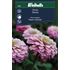 Zinnia, Dream lavender