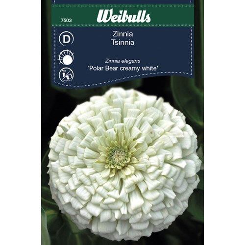 Zinnia, Polar Bear creamy white