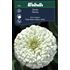 Zinnia, Polar Bear creamy white