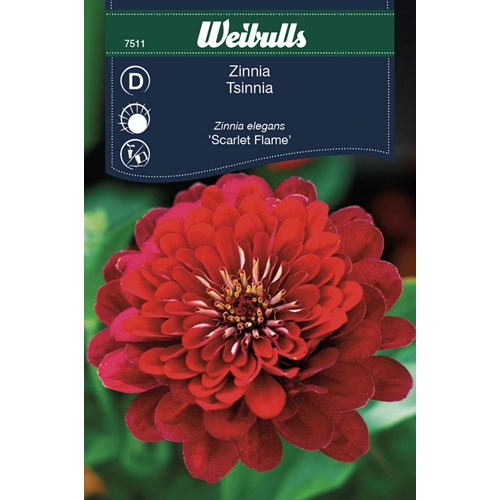 Zinnia, Scarlet Flame