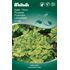 Sallat, plock, Australische Gele