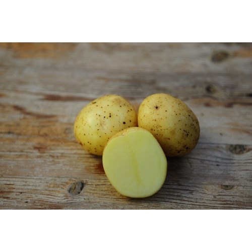 Sättpotatis, Solist, 1 kg, EKO